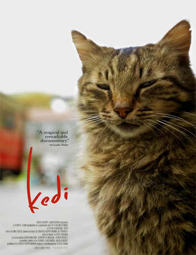 Poster de Kedi (Gatos de Estambul)
