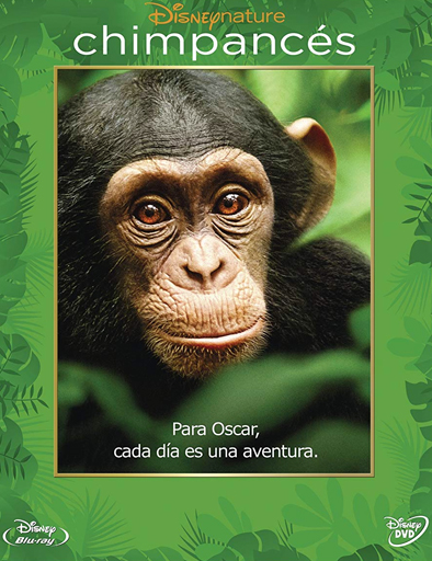 Poster de Chimpanzee (Chimpancés)