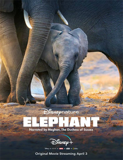 Poster de Elephant