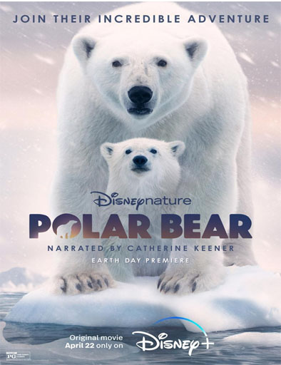 Poster de Polar Bear (Osa polar)